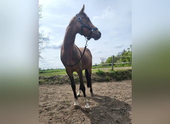 Deutsches Reitpony, Wallach, 4 Jahre, 144 cm, Buckskin