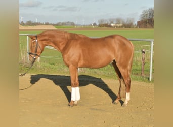 Deutsches Reitpony, Wallach, 4 Jahre, 144 cm
