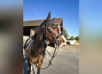 Deutsches Reitpony, Wallach, 4 Jahre, 144 cm