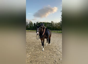 Deutsches Reitpony, Wallach, 4 Jahre, 144 cm