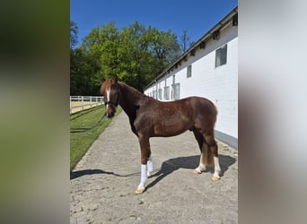 Deutsches Reitpony, Wallach, 4 Jahre, 144 cm, Dunkelfuchs
