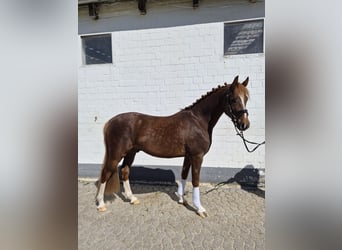 Deutsches Reitpony, Wallach, 4 Jahre, 144 cm, Dunkelfuchs