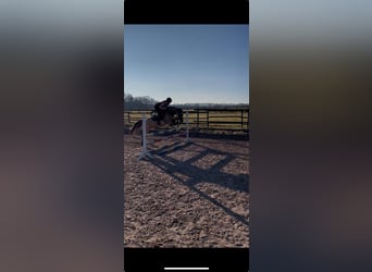 Deutsches Reitpony, Wallach, 4 Jahre, 144 cm, Falbe