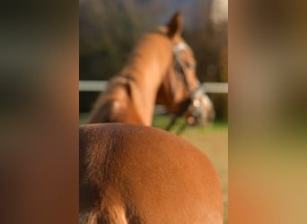 Deutsches Reitpony, Wallach, 4 Jahre, 144 cm, Fuchs