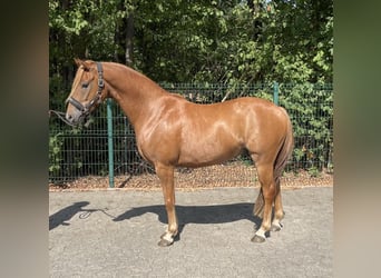 Deutsches Reitpony, Wallach, 4 Jahre, 144 cm, Fuchs