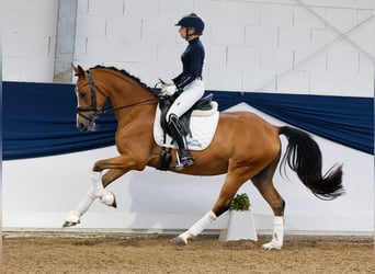 Deutsches Reitpony, Wallach, 4 Jahre, 145 cm, Brauner