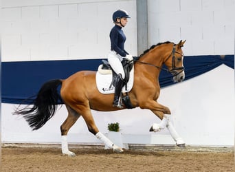 Deutsches Reitpony, Wallach, 4 Jahre, 145 cm, Brauner