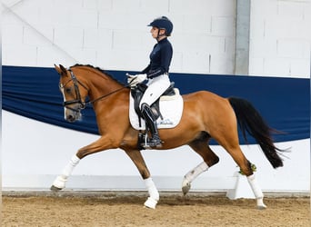 Deutsches Reitpony, Wallach, 4 Jahre, 145 cm, Brauner