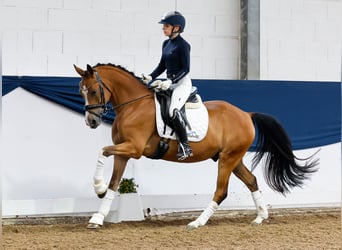 Deutsches Reitpony, Wallach, 4 Jahre, 145 cm, Brauner