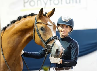 Deutsches Reitpony, Wallach, 4 Jahre, 145 cm, Brauner