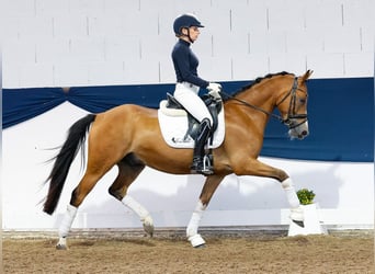 Deutsches Reitpony, Wallach, 4 Jahre, 145 cm, Brauner