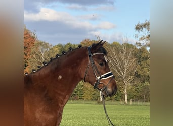 Deutsches Reitpony Mix, Wallach, 4 Jahre, 145 cm, Brauner