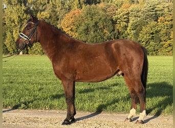 Deutsches Reitpony Mix, Wallach, 4 Jahre, 145 cm, Brauner