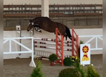 Deutsches Reitpony, Wallach, 4 Jahre, 145 cm, Brauner