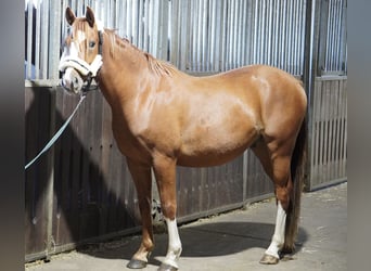 Deutsches Reitpony, Wallach, 4 Jahre, 145 cm