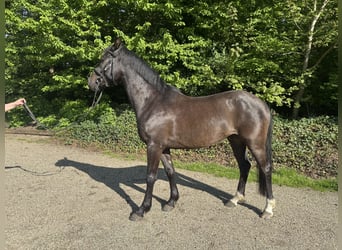 Deutsches Reitpony, Wallach, 4 Jahre, 145 cm, Dunkelbrauner