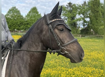 Deutsches Reitpony, Wallach, 4 Jahre, 145 cm, Dunkelbrauner