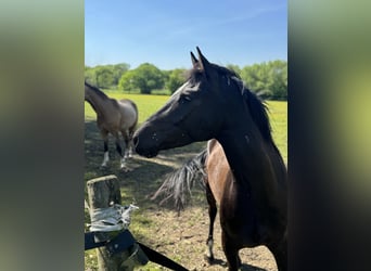 Deutsches Reitpony, Wallach, 4 Jahre, 145 cm, Dunkelbrauner