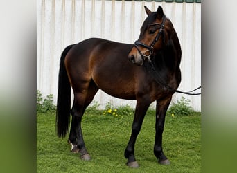 Deutsches Reitpony, Wallach, 4 Jahre, 145 cm, Dunkelbrauner