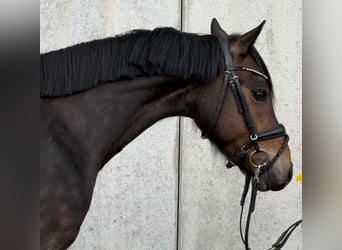 Deutsches Reitpony, Wallach, 4 Jahre, 145 cm, Dunkelbrauner