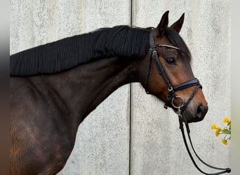 Deutsches Reitpony, Wallach, 4 Jahre, 145 cm, Dunkelbrauner