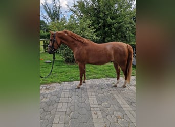 Deutsches Reitpony, Wallach, 4 Jahre, 145 cm, Dunkelfuchs