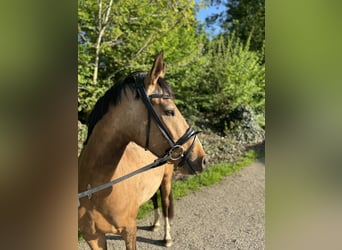 Deutsches Reitpony, Wallach, 4 Jahre, 145 cm, Falbe