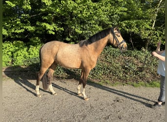 Deutsches Reitpony, Wallach, 4 Jahre, 145 cm, Falbe