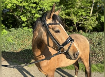 Deutsches Reitpony, Wallach, 4 Jahre, 145 cm, Falbe