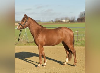 Deutsches Reitpony, Wallach, 4 Jahre, 145 cm, Fuchs