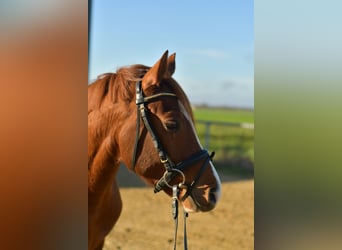 Deutsches Reitpony, Wallach, 4 Jahre, 145 cm, Fuchs