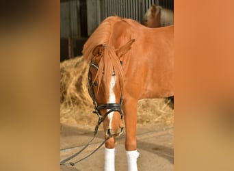 Deutsches Reitpony, Wallach, 4 Jahre, 145 cm, Fuchs