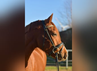 Deutsches Reitpony, Wallach, 4 Jahre, 145 cm, Fuchs