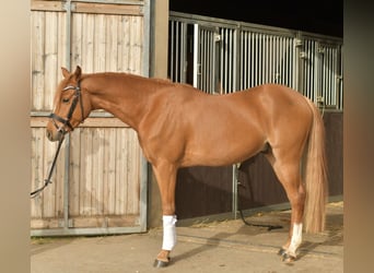 Deutsches Reitpony, Wallach, 4 Jahre, 145 cm, Fuchs