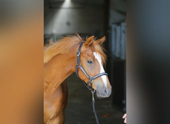 Deutsches Reitpony, Wallach, 4 Jahre, 145 cm, Fuchs