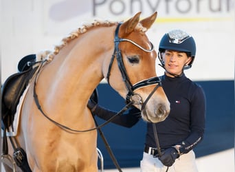 Deutsches Reitpony, Wallach, 4 Jahre, 145 cm, Fuchs