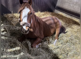 Deutsches Reitpony, Wallach, 4 Jahre, 145 cm, Fuchs