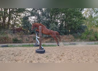 Deutsches Reitpony, Wallach, 4 Jahre, 145 cm, Fuchs