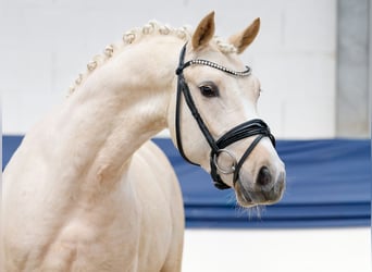 Deutsches Reitpony, Wallach, 4 Jahre, 145 cm, Palomino