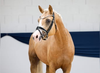 Deutsches Reitpony, Wallach, 4 Jahre, 145 cm, Palomino