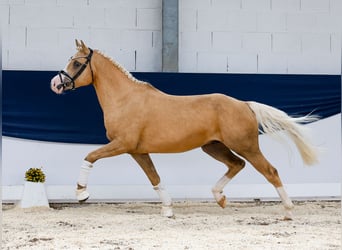 Deutsches Reitpony, Wallach, 4 Jahre, 145 cm, Palomino