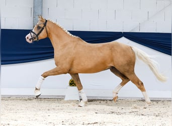 Deutsches Reitpony, Wallach, 4 Jahre, 145 cm, Palomino