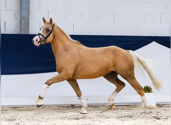 Deutsches Reitpony, Wallach, 4 Jahre, 145 cm, Palomino