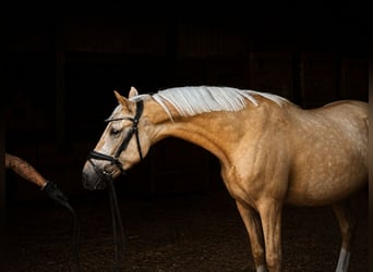 Deutsches Reitpony, Wallach, 4 Jahre, 145 cm, Palomino