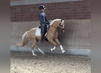 Deutsches Reitpony, Wallach, 4 Jahre, 145 cm, Palomino