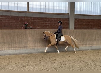 Deutsches Reitpony, Wallach, 4 Jahre, 145 cm, Palomino
