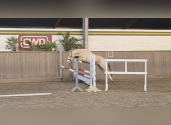 Deutsches Reitpony, Wallach, 4 Jahre, 145 cm, Palomino