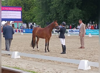 Deutsches Reitpony, Wallach, 4 Jahre, 146 cm, Brauner
