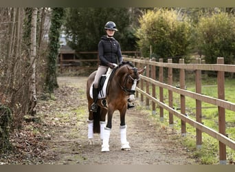 Deutsches Reitpony, Wallach, 4 Jahre, 146 cm, Brauner
