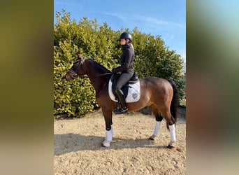 Deutsches Reitpony, Wallach, 4 Jahre, 146 cm, Brauner